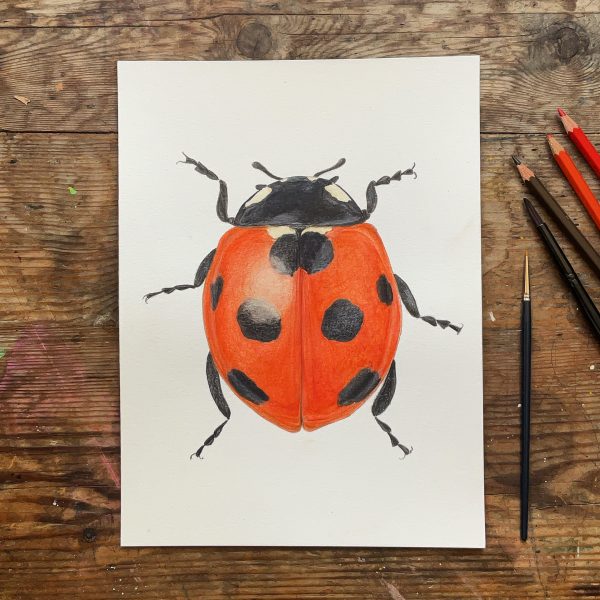 Seven-spotted ladybird - Filipa Quadrado Art - Fine art prints and