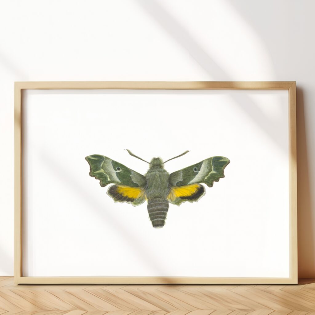The hummingbird hawk-moth