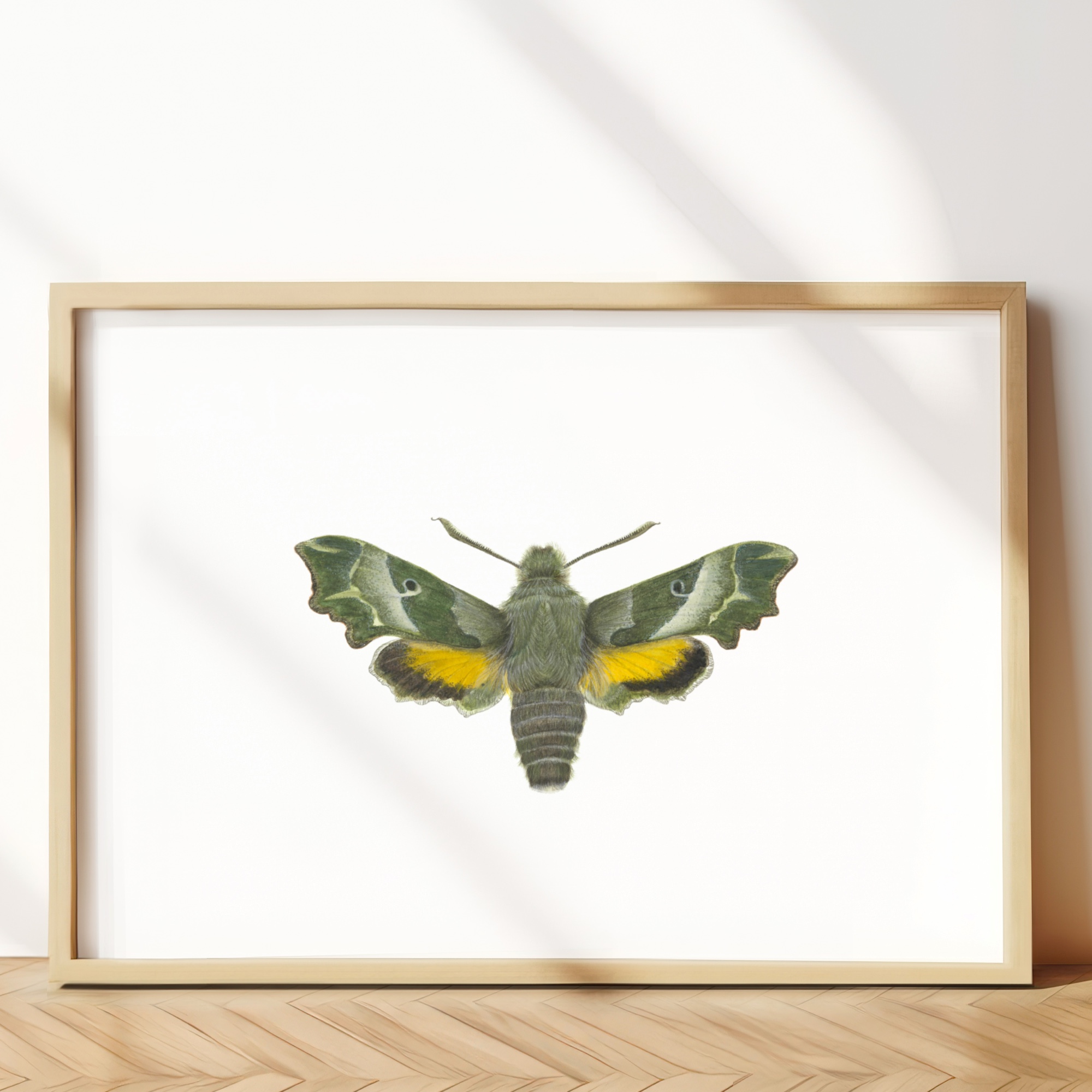 The hummingbird hawk-moth