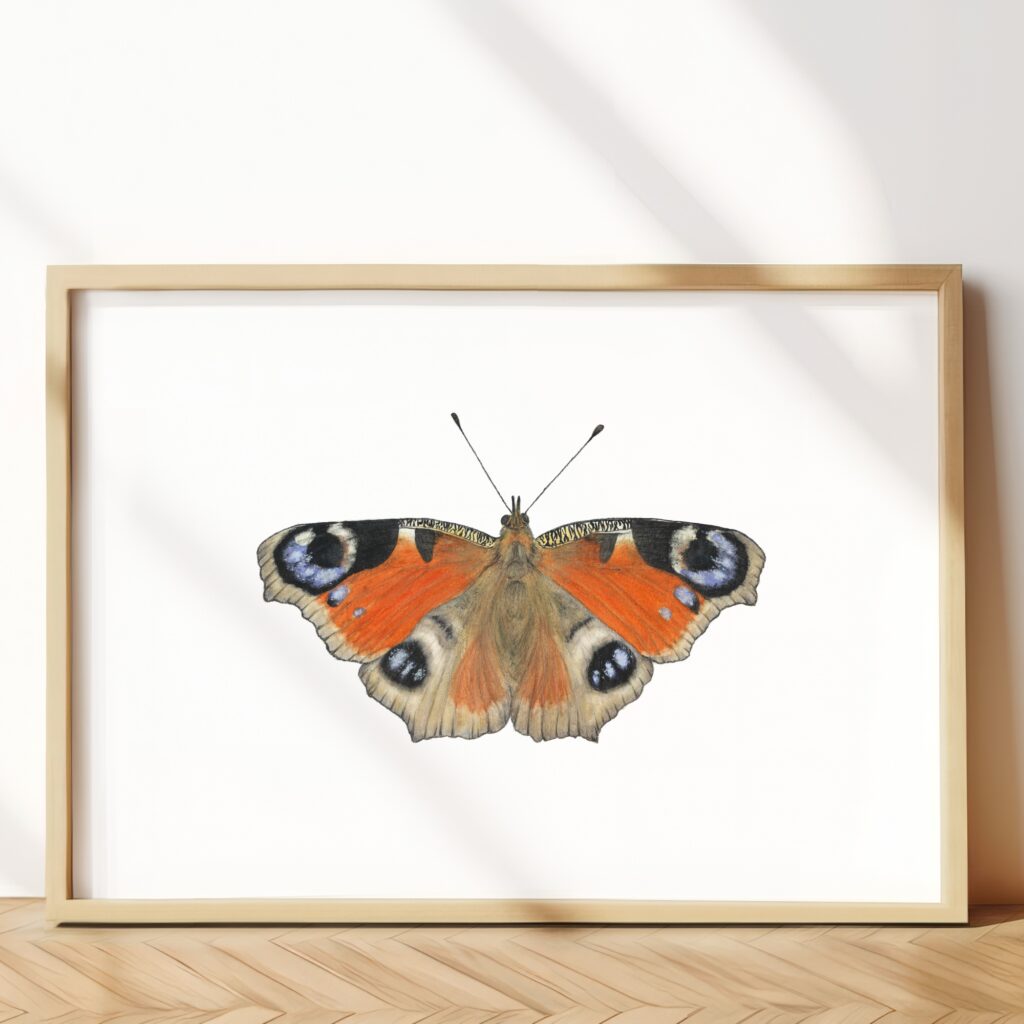 European peacock butterfly