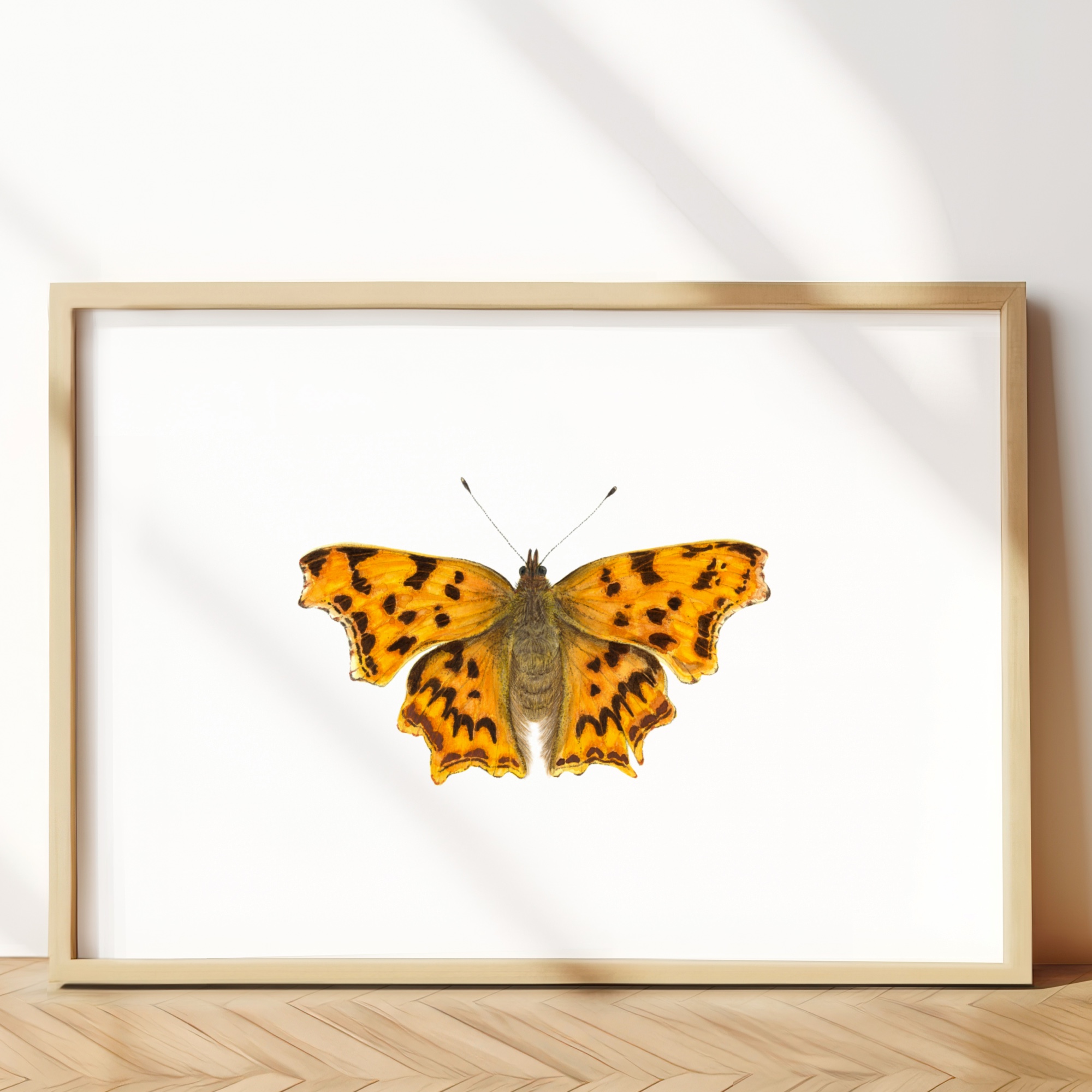 The comma butterfly