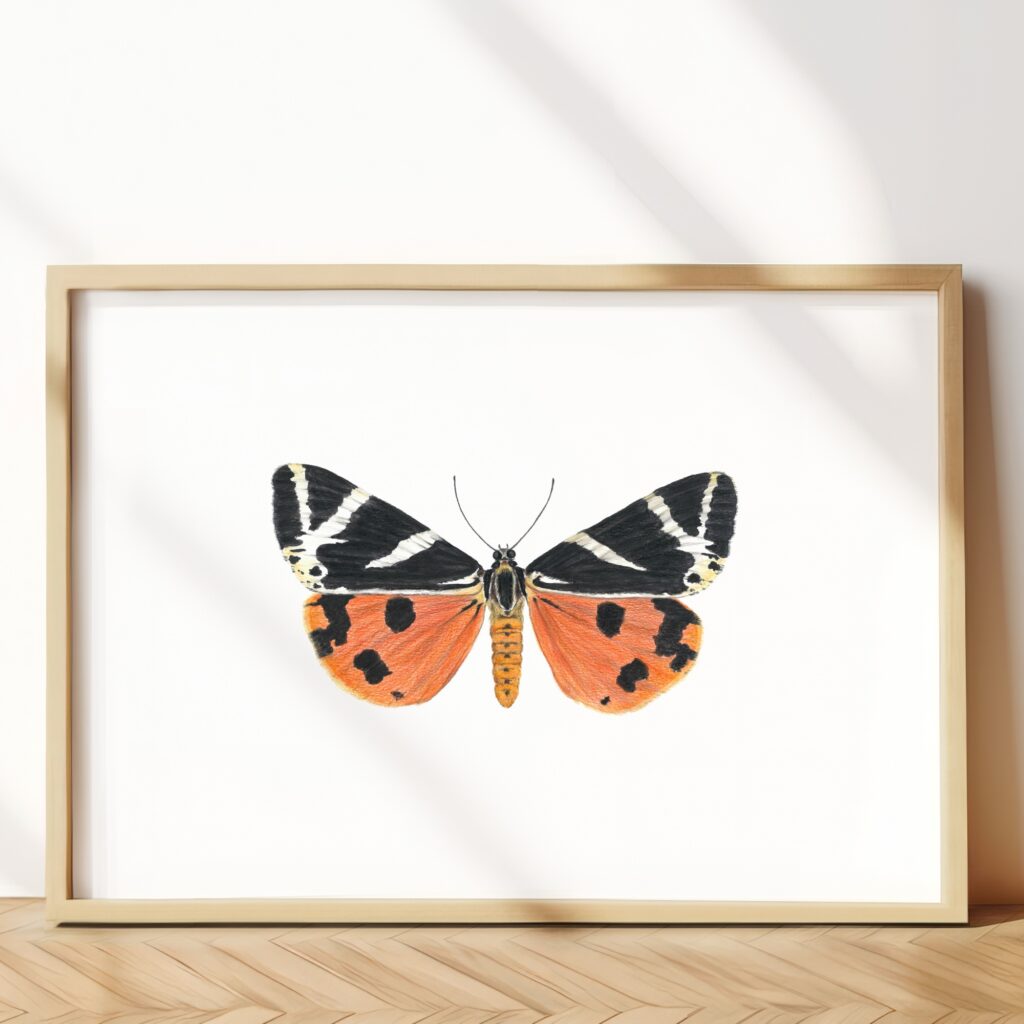 The jersey tiger moth