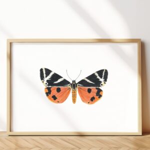 The jersey tiger moth