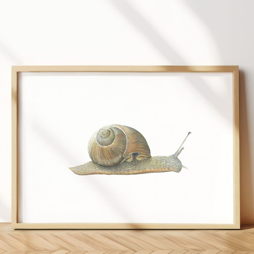 Garden snail