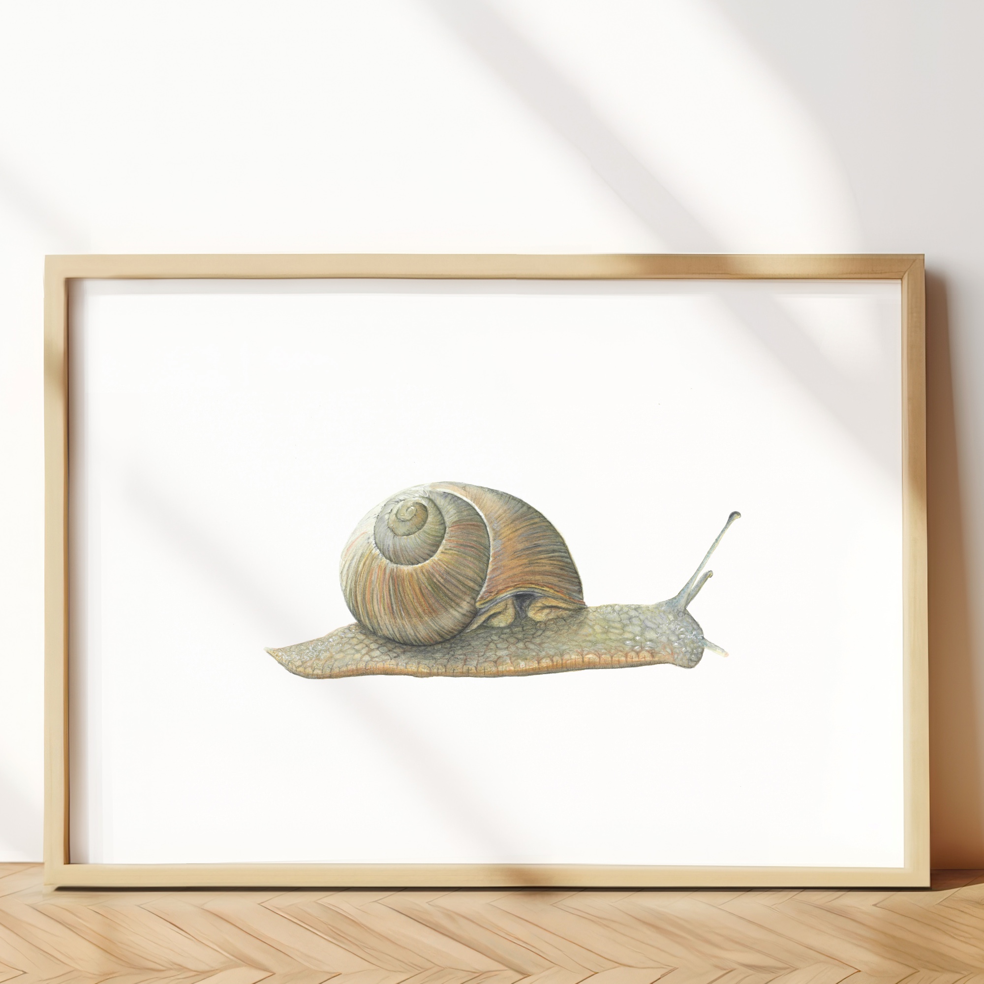 Garden snail