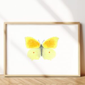 Cleopatra butterfly