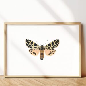 The discrete chaperone moth