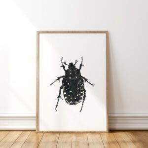 White-spotted rose beetle