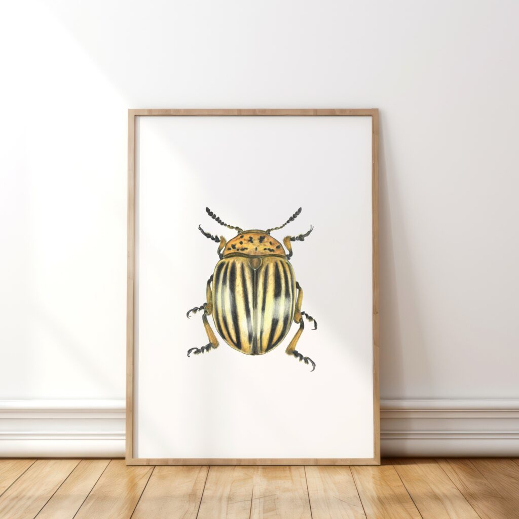Colorado potato beetle
