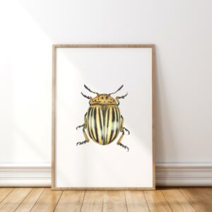 Colorado potato beetle