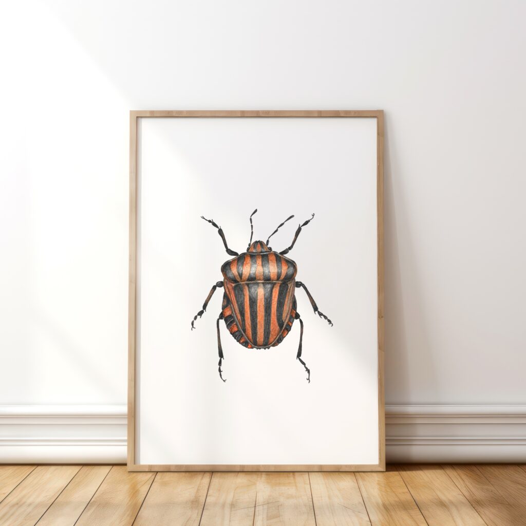 Striped Shield bug