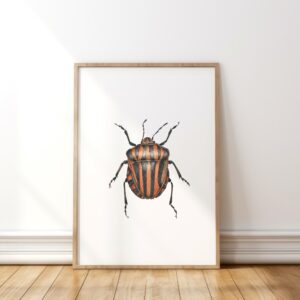 Striped Shield bug
