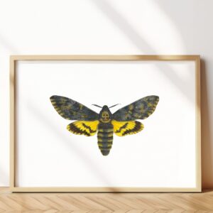 Death’s head hawkmoth