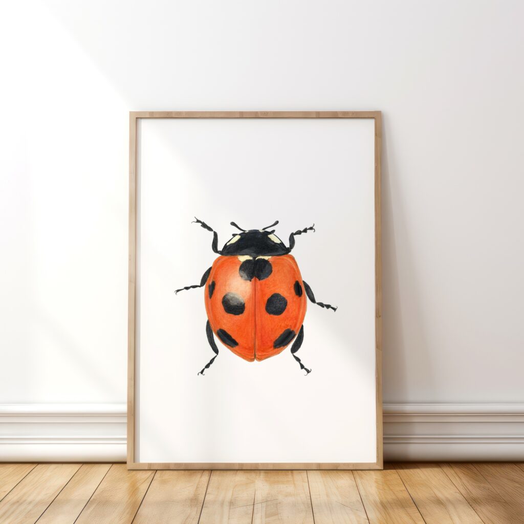 Seven-spotted ladybird
