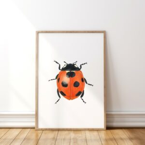 Seven-spotted ladybird