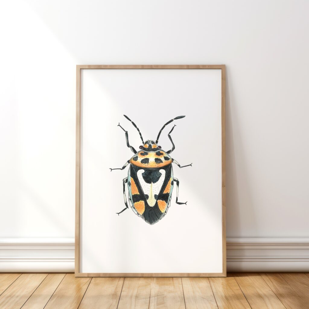 Red cabbage bug
