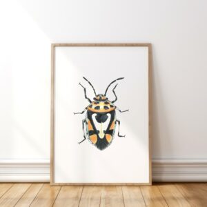 Red cabbage bug