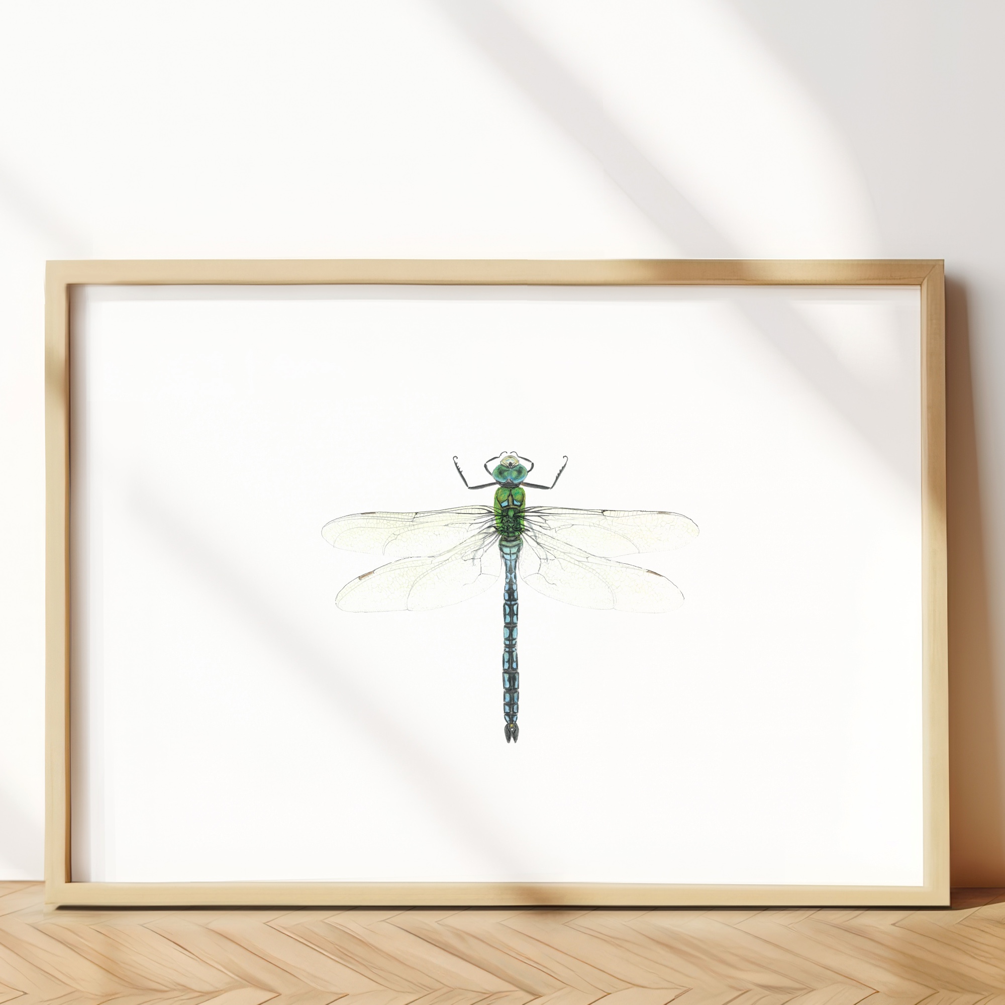 Blue emperor dragonfly