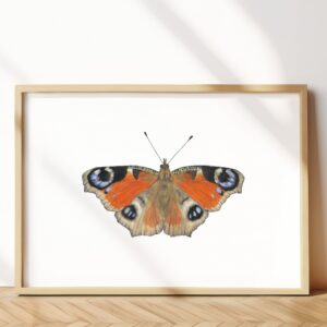 European peacock butterfly