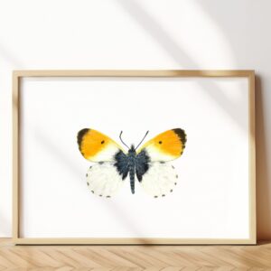 Orange tip butterfly
