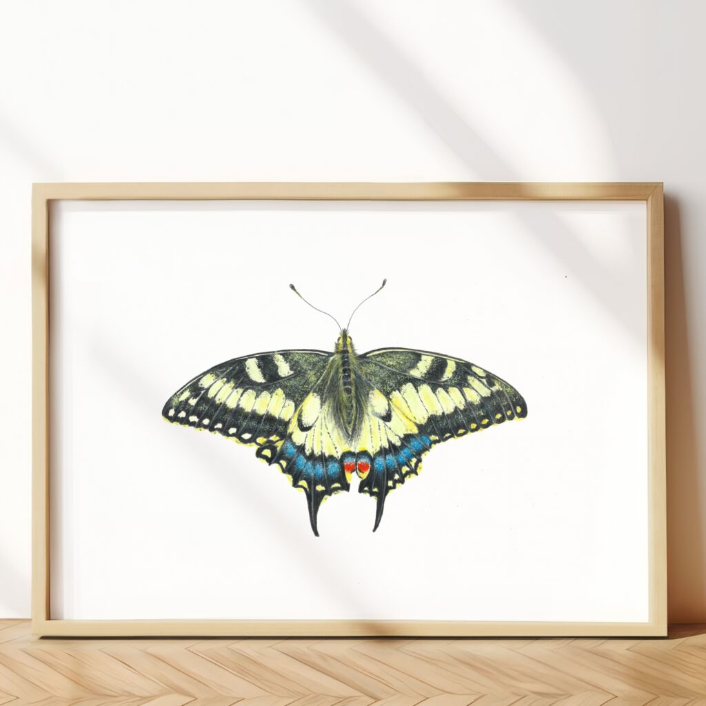 Old world swallowtail butterfly