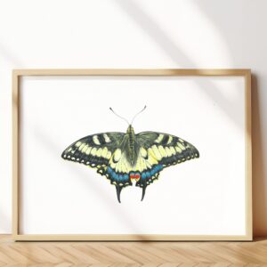 Old world swallowtail butterfly
