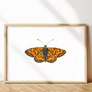 Spotted fritillary butterfly