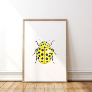 22-spotted ladybird