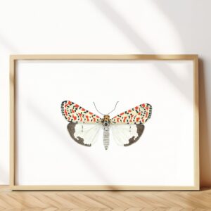 Crimson-speckled moth