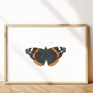 The Red Admiral butterfly