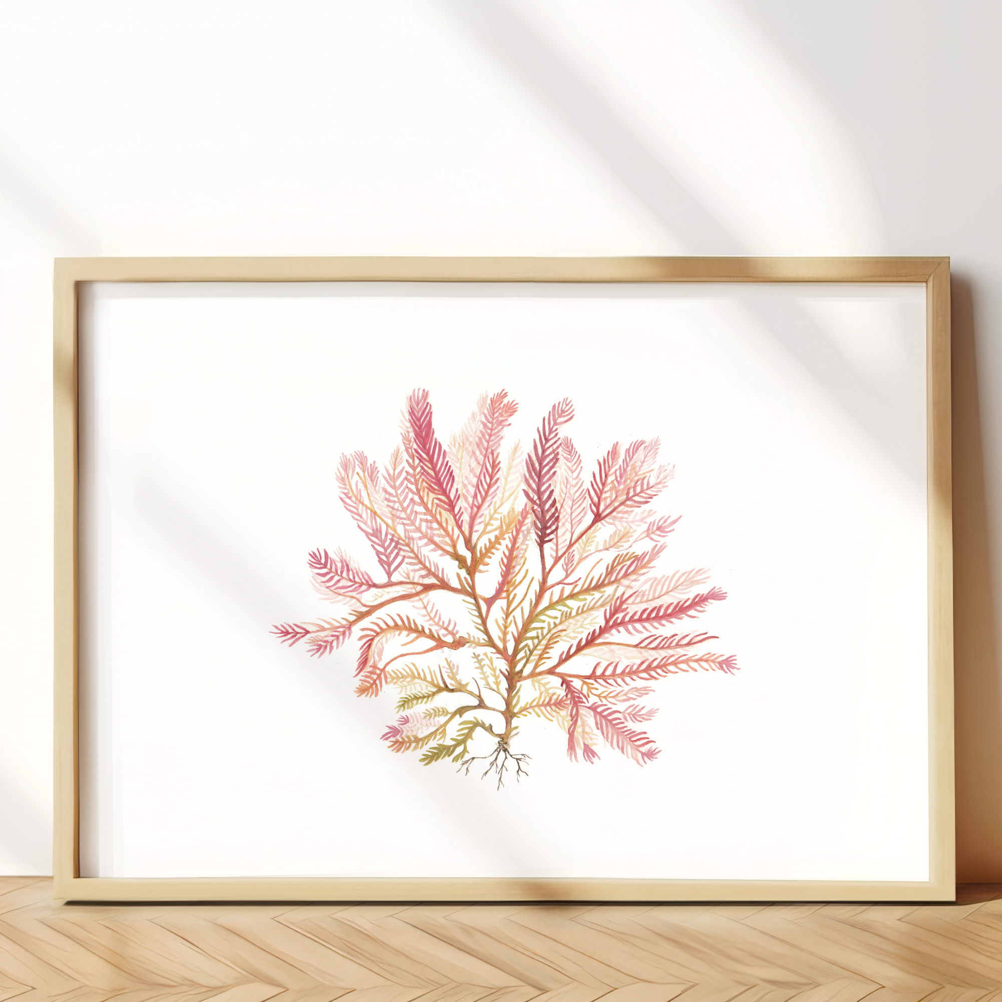 Red Algae