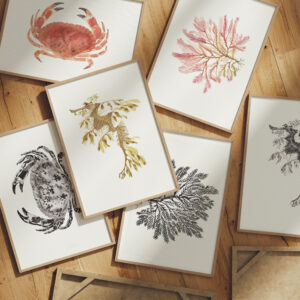 Marine collection bundle