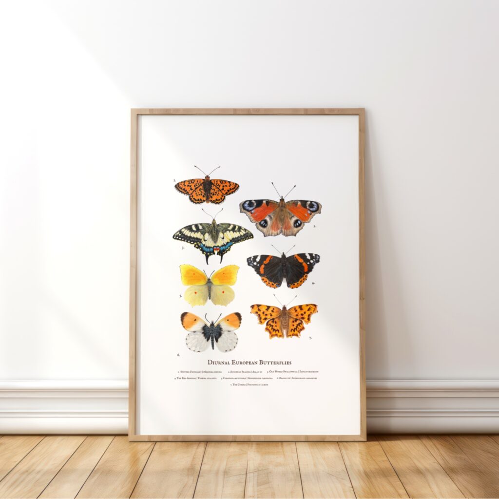 Diurnal Butterflies