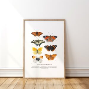 Diurnal Butterflies