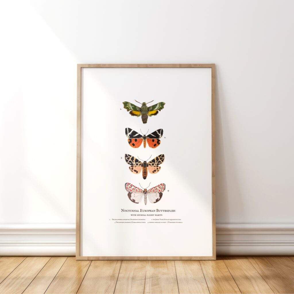 Nocturnal Butterflies