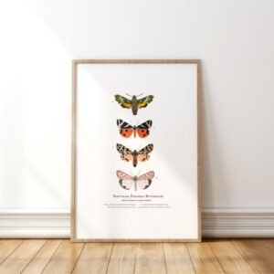 Nocturnal Butterflies