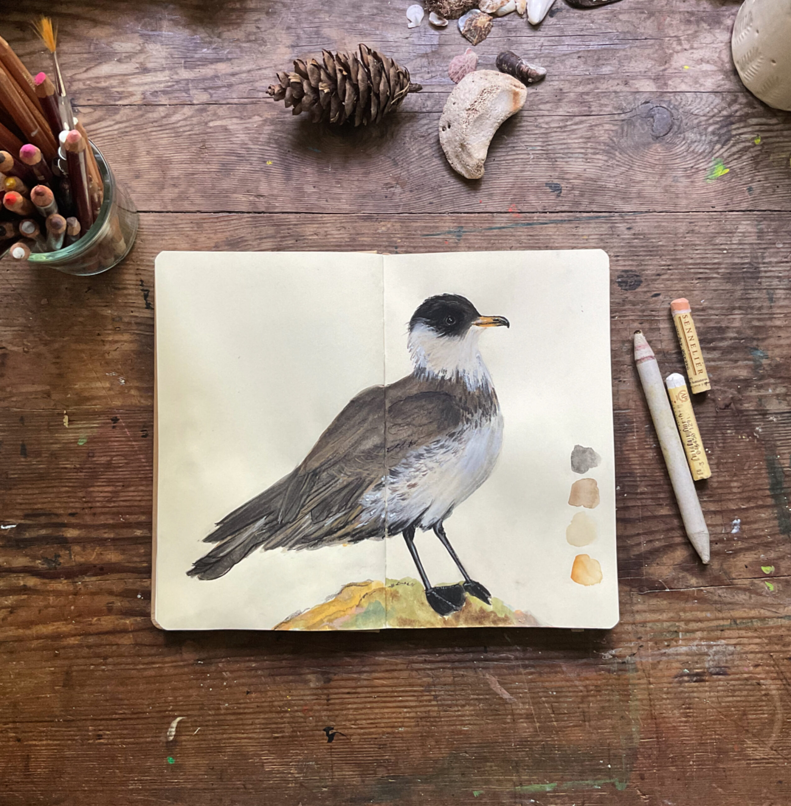 Pomarine Jaeger - Image 3