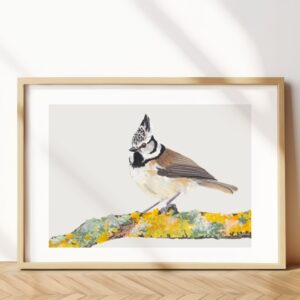 Crested Tit
