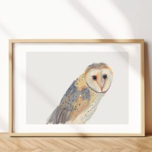 Barn Owl