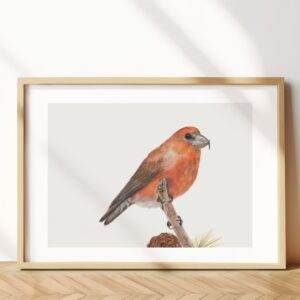 Red Crossbill