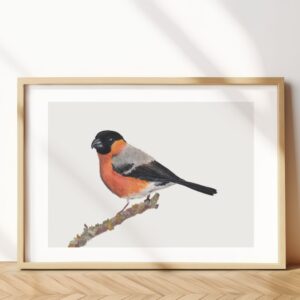 Eurasian Bullfinch