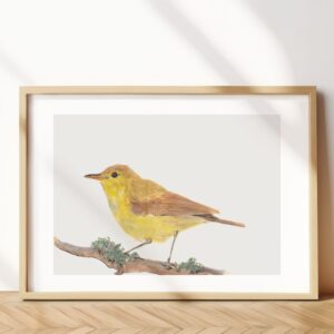 Melodious warbler