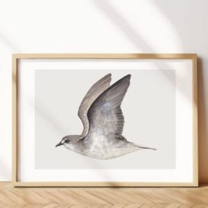 Zino’s Petrel