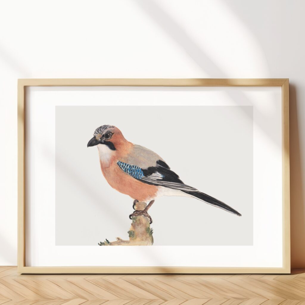 Eurasian jay