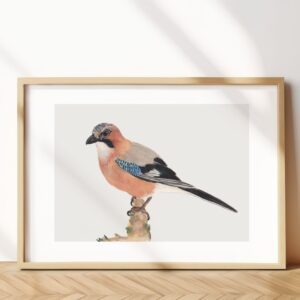Eurasian jay
