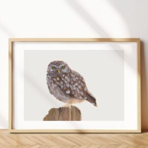 Little Owl
