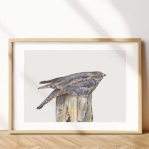 European Nightjar