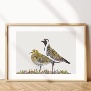 European golden plover