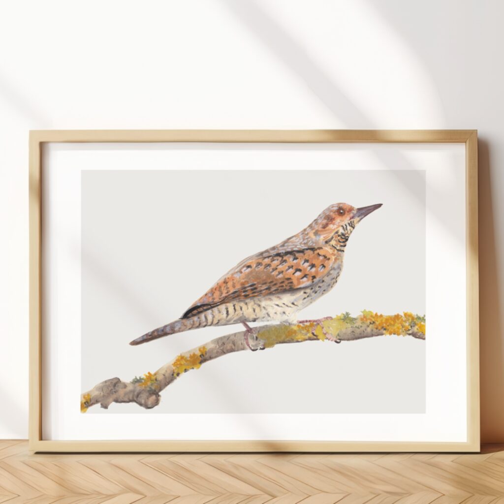 Eurasian Wryneck