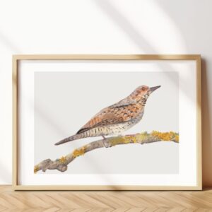 Eurasian Wryneck